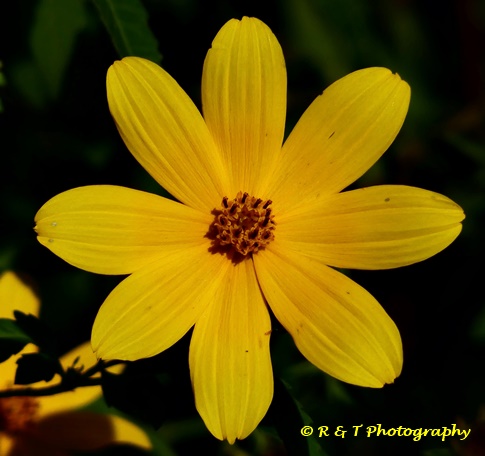 {Bidens polylepis}